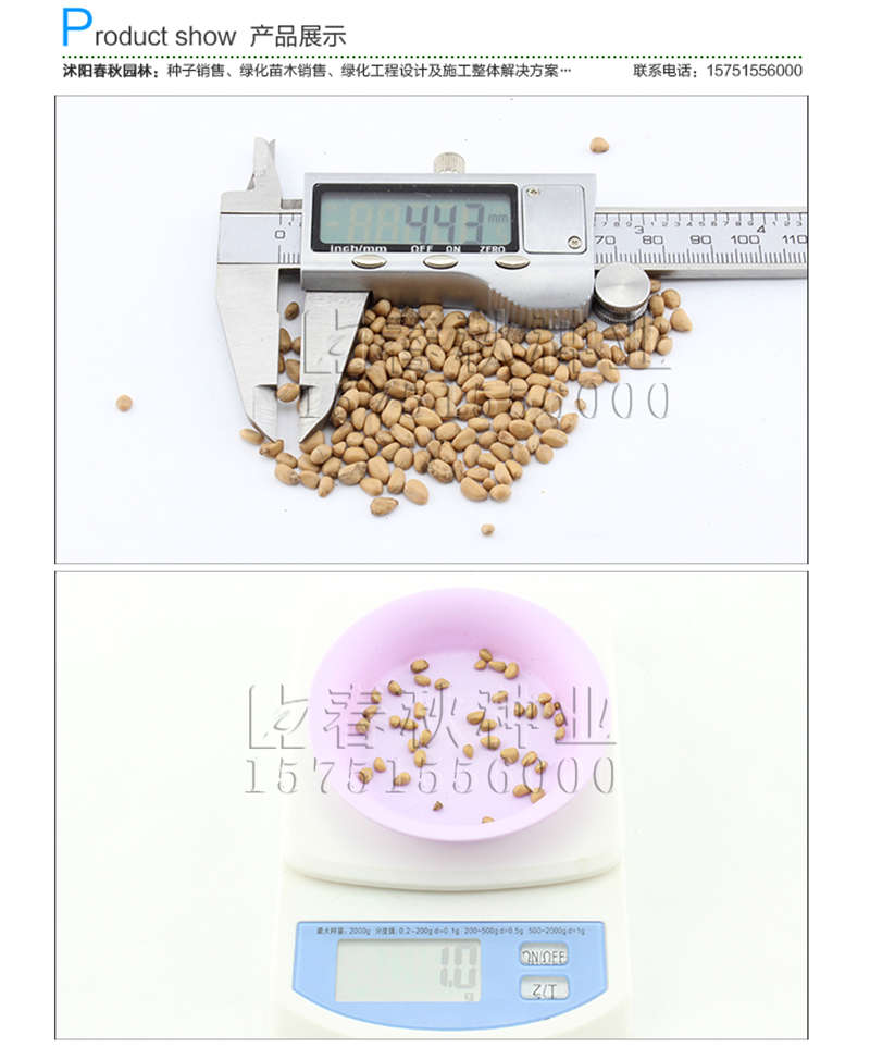 四照花种子销售参考价格