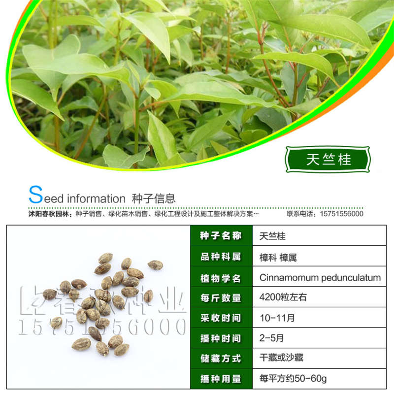 天竺桂种子基本信息