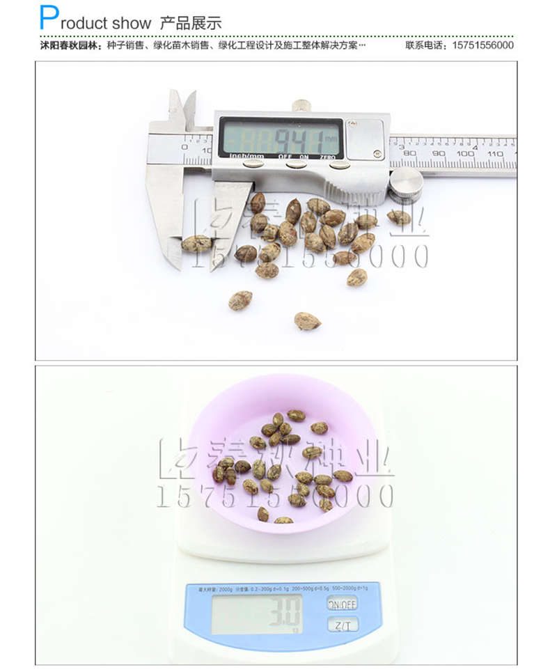 天竺桂种子销售参考价格