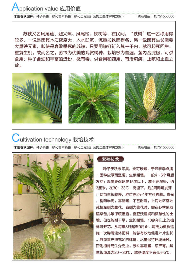 铁树种子应用价值及种植技术