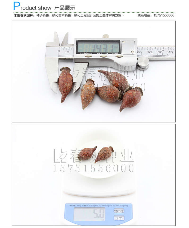 微型月季(带皮)种子销售参考价格