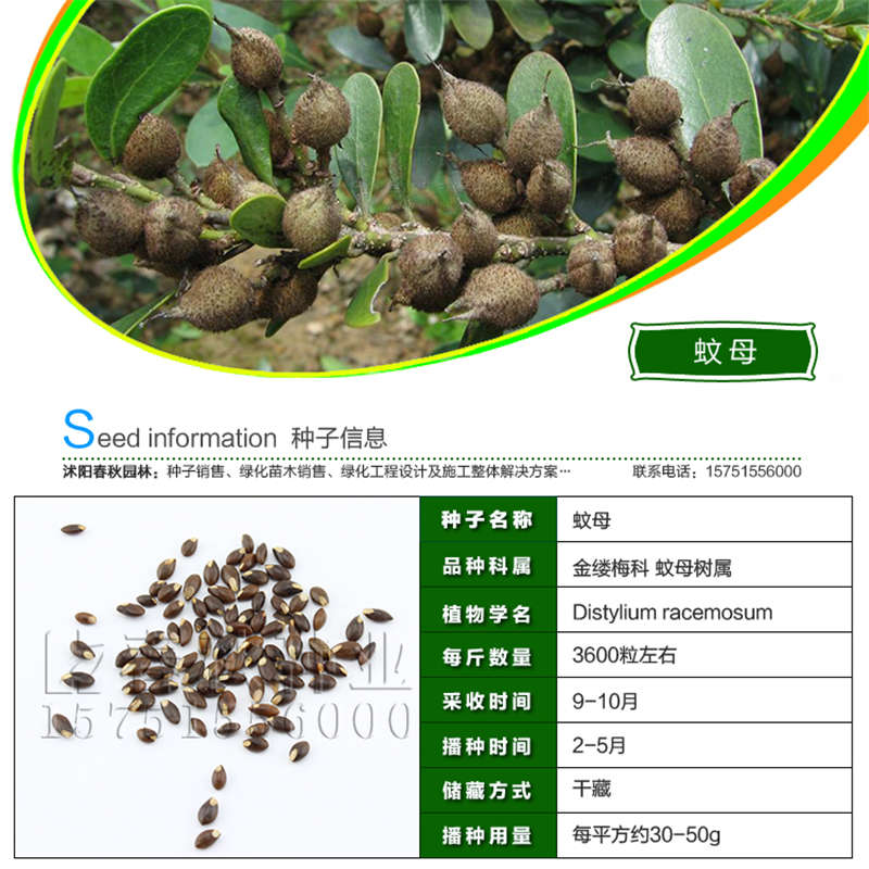 蚊母种子基本信息