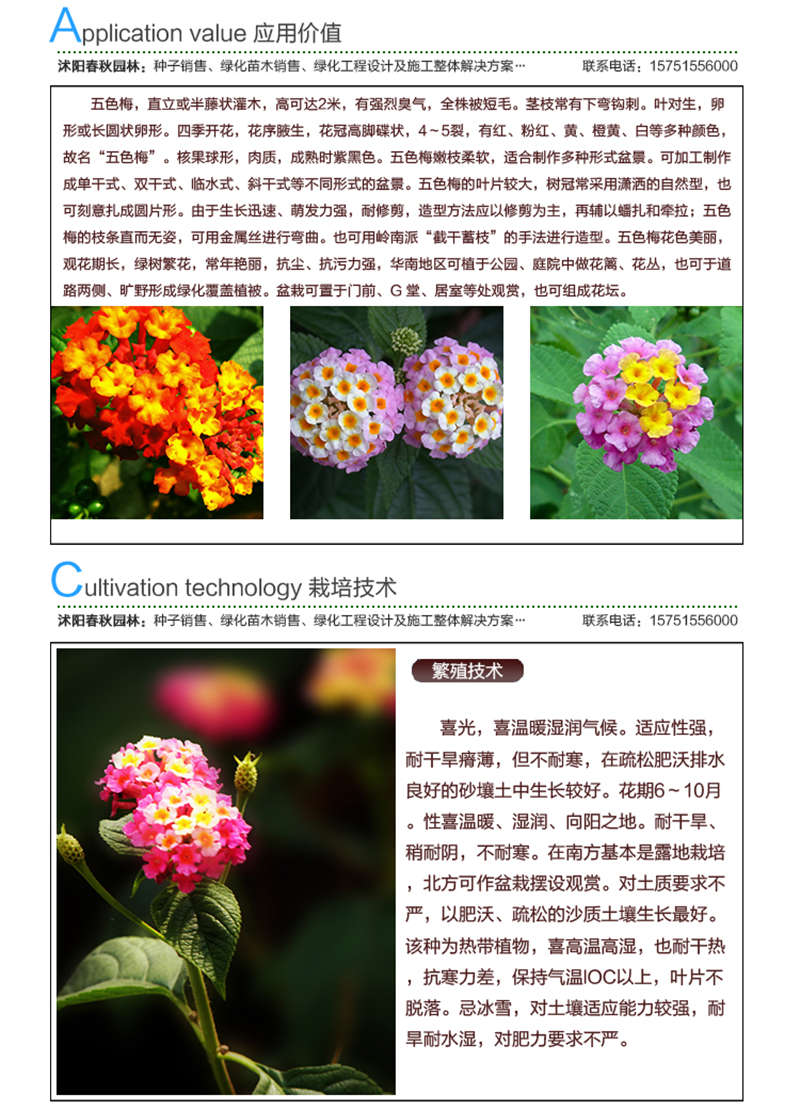 五色梅种子应用价值及种植技术