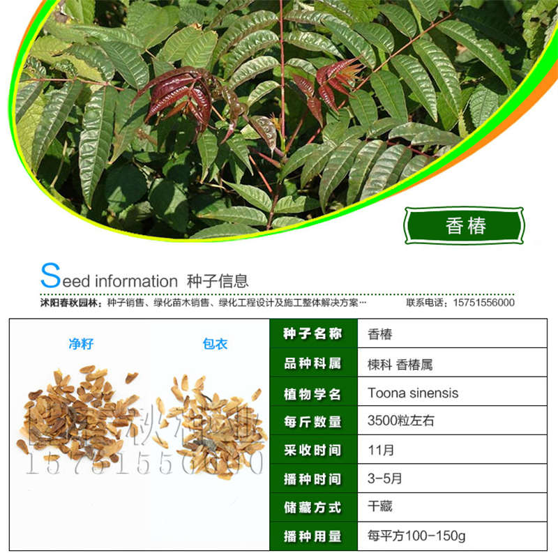 香椿种子基本信息