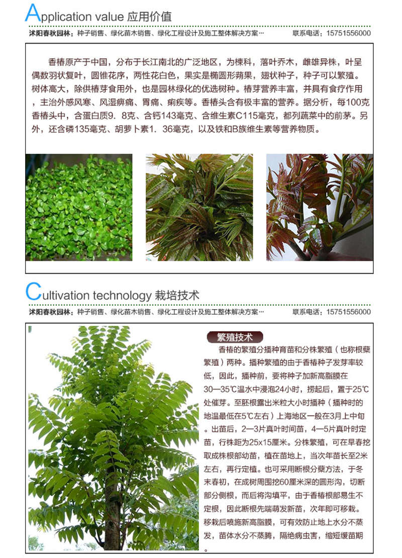 香椿种子应用价值及种植技术