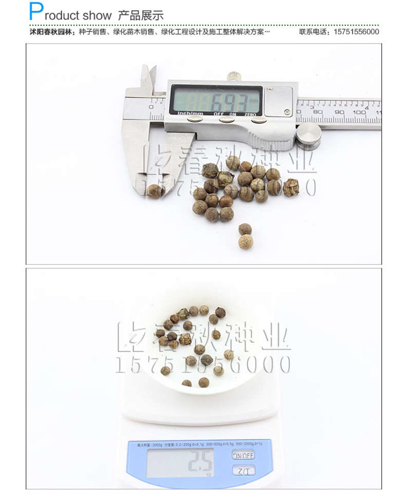 香樟(净籽)种子销售参考价格