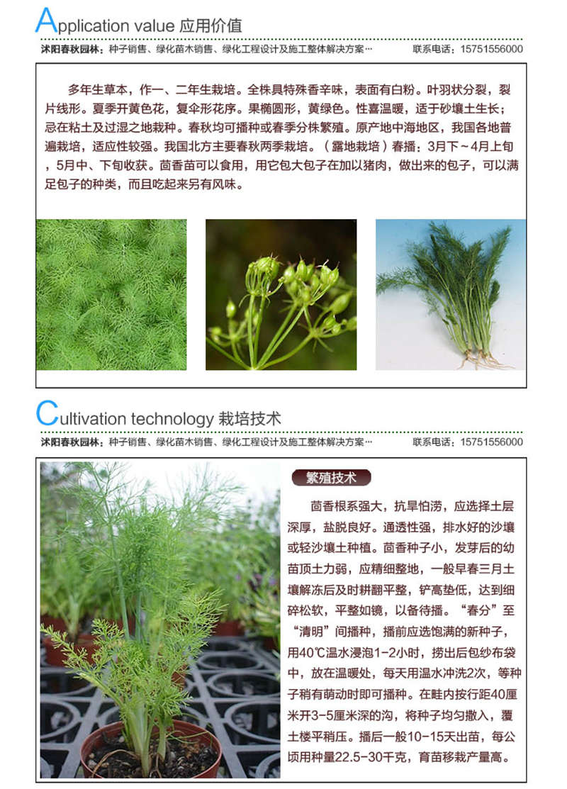 小茴香种子应用价值及种植技术