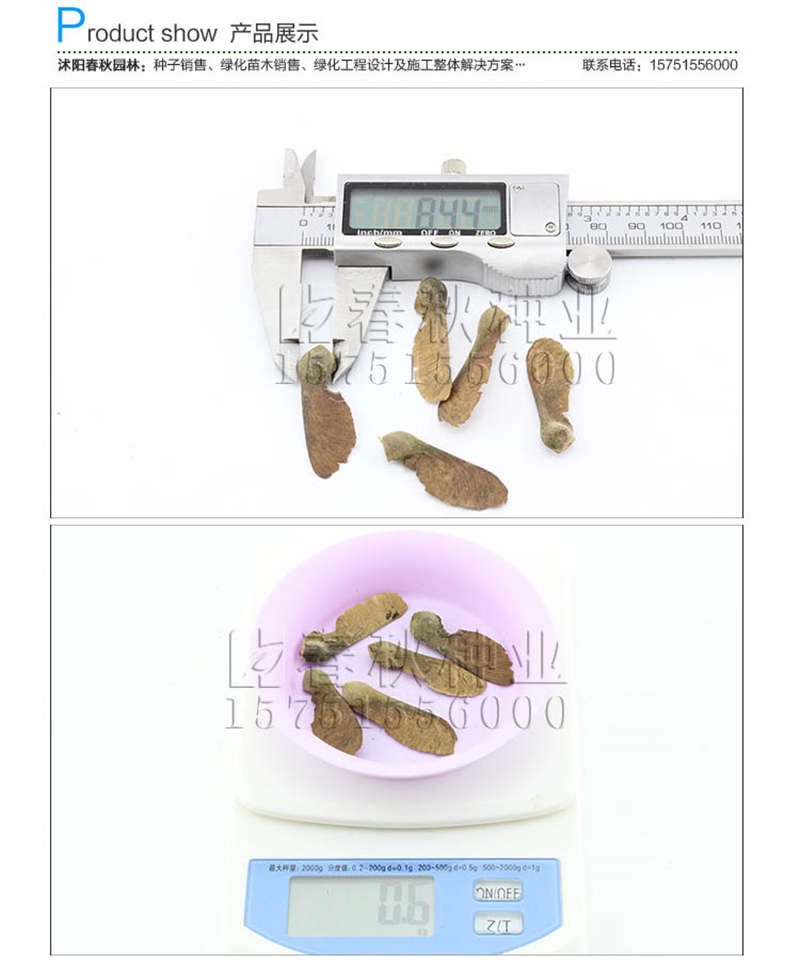 血皮槭种子销售参考价格