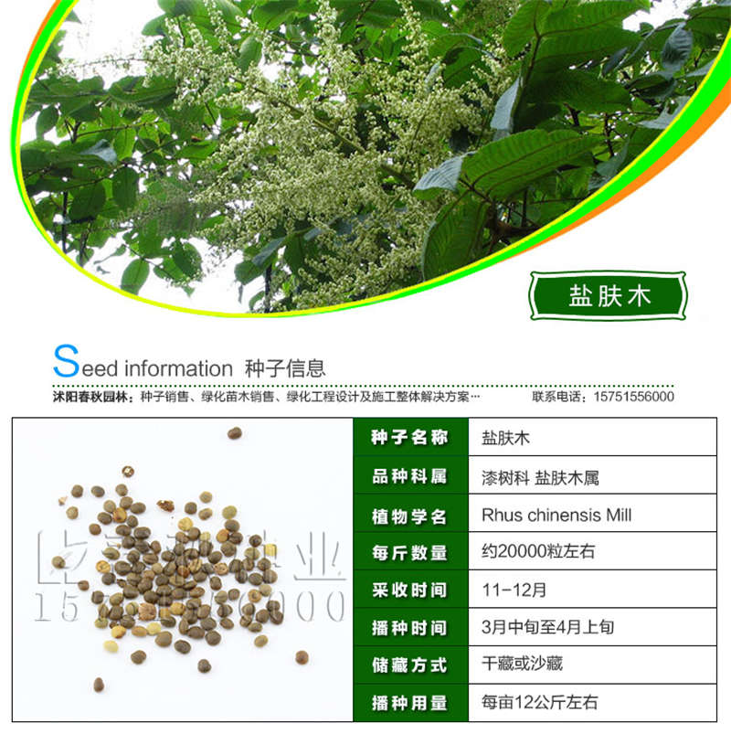 盐肤木种子基本信息