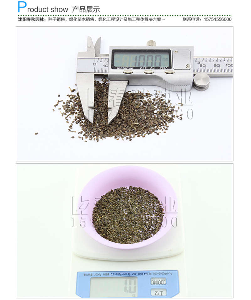 益母草种子销售参考价格