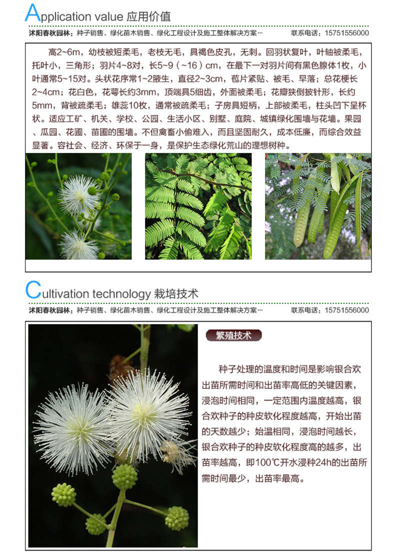 银合欢种子应用价值及种植技术