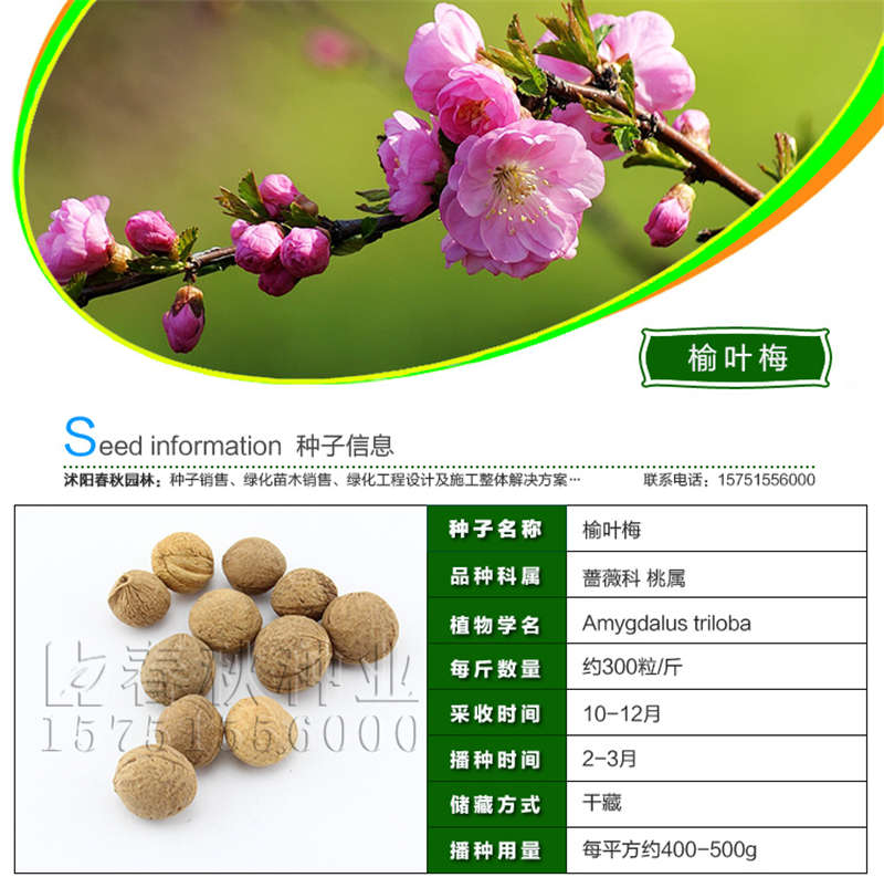榆叶梅种子基本信息
