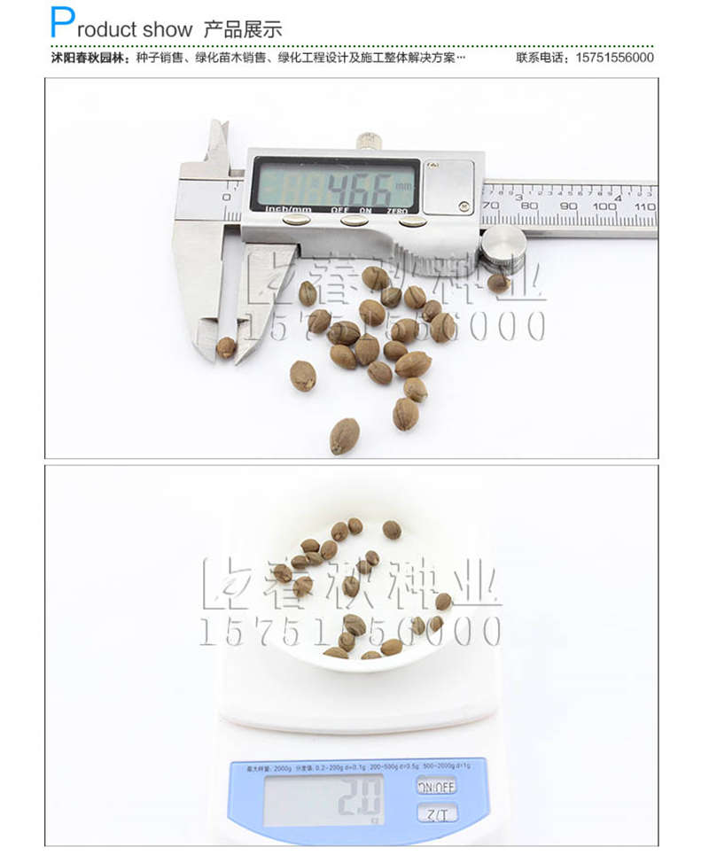 玉玲花种子销售参考价格