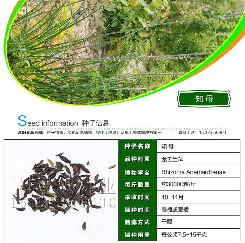 知母种子基本信息