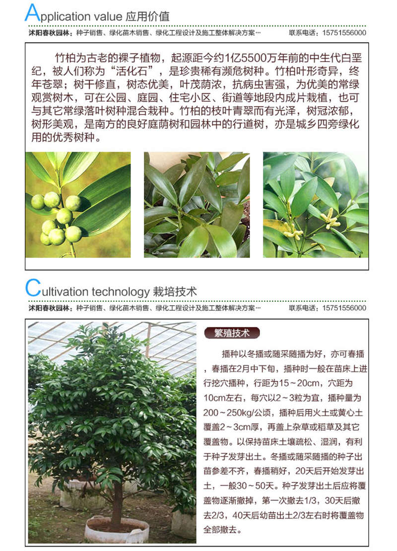 竹柏种子应用价值及种植技术