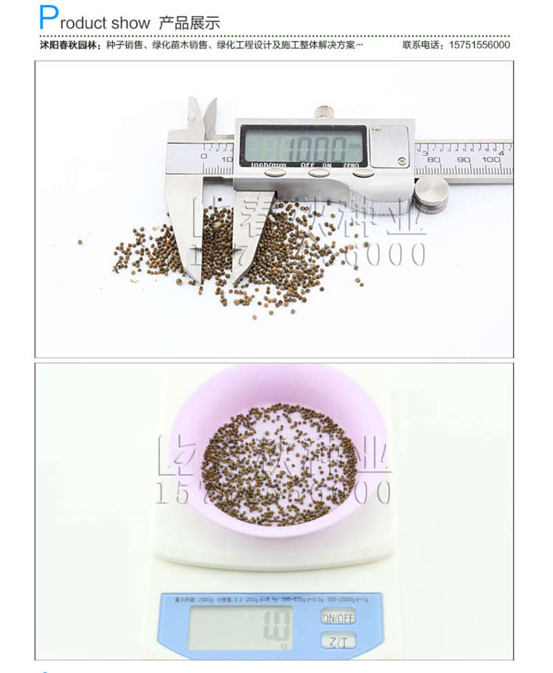 紫苏种子销售参考价格