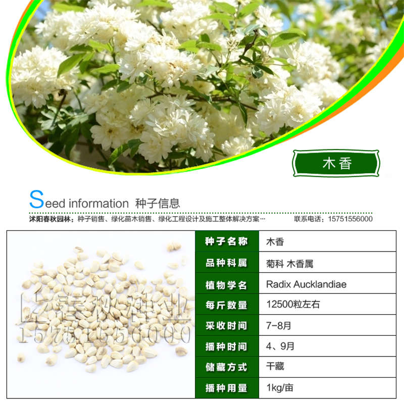 木香种子基本信息