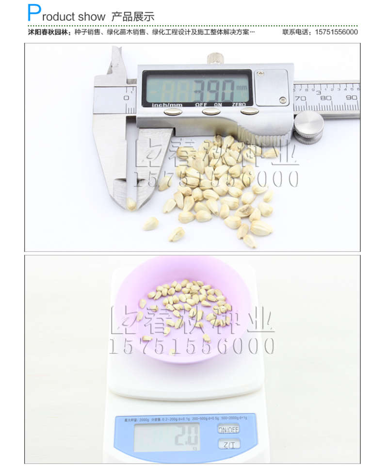 木香种子销售参考价格