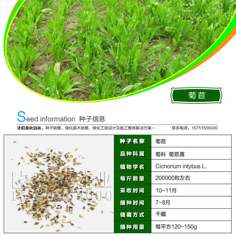 菊苣种子基本信息