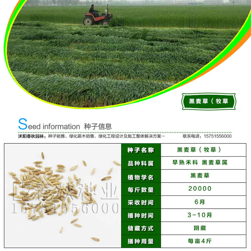 黑麦草(牧草)种子基本信息