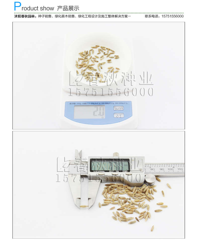 黑麦草(牧草)种子销售参考价格