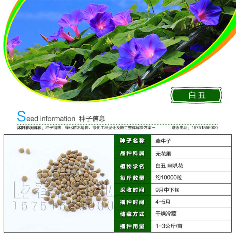 白丑种子基本信息