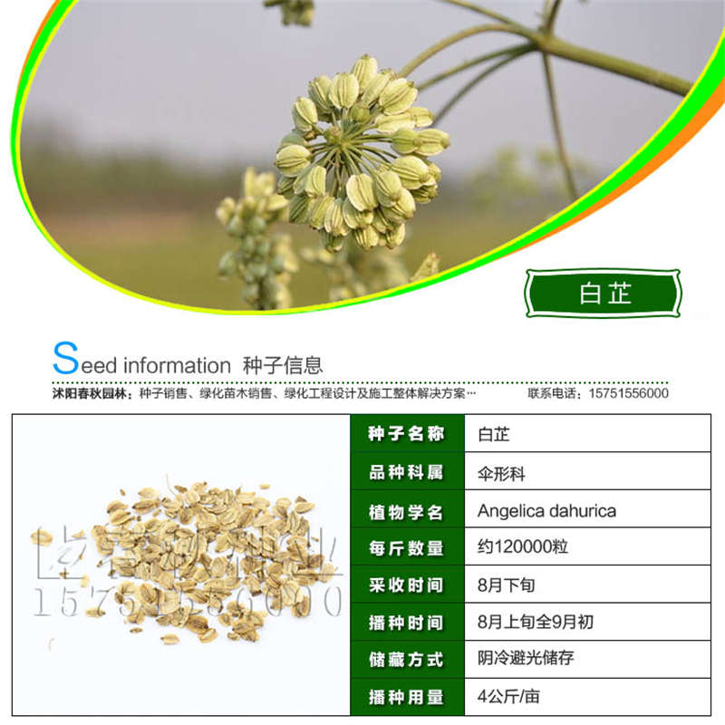 白芷种子基本信息