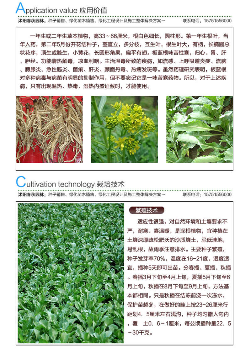 板蓝根种子应用价值及种植技术