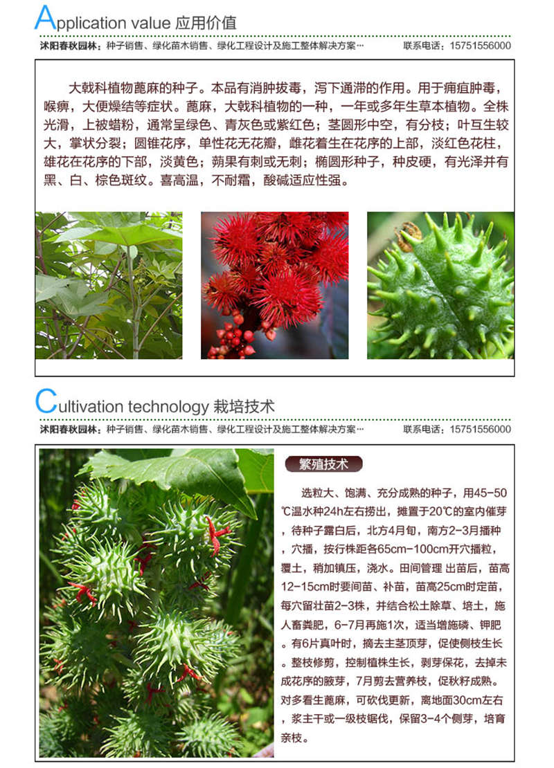 蓖麻籽种子应用价值及种植技术