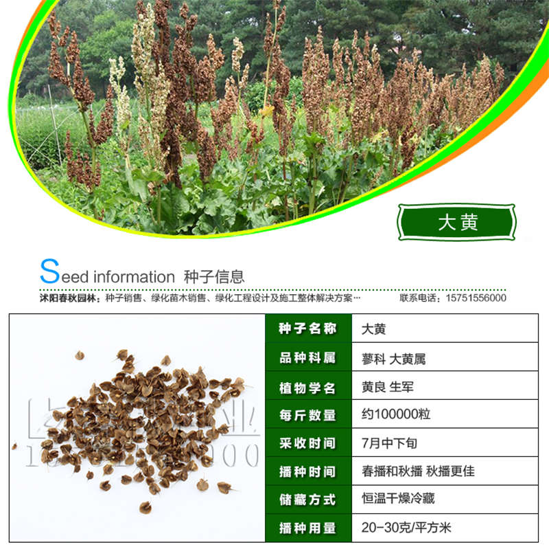 大黄种子基本信息