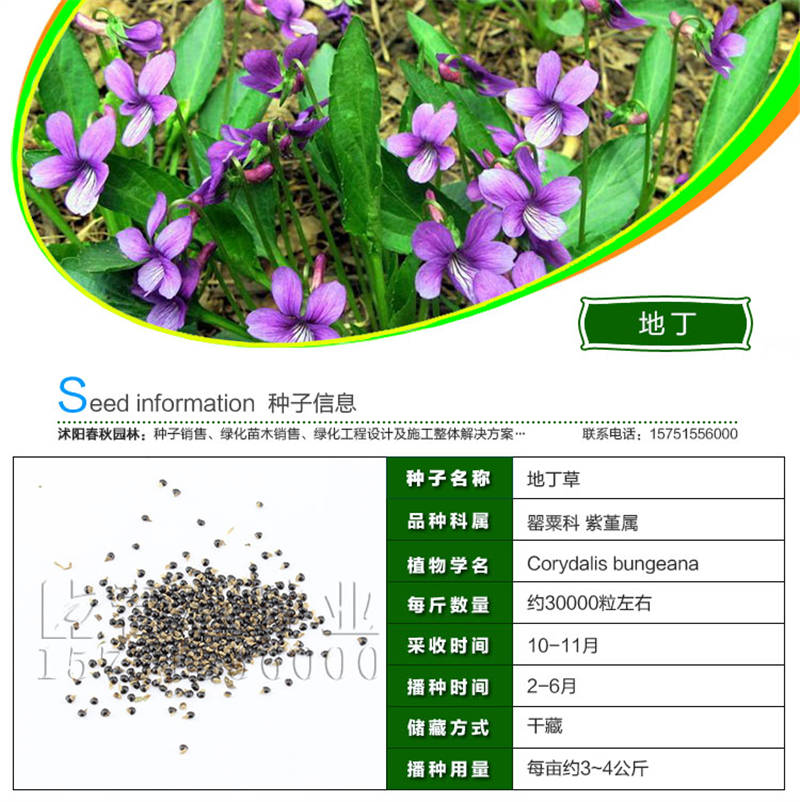 地丁种子基本信息