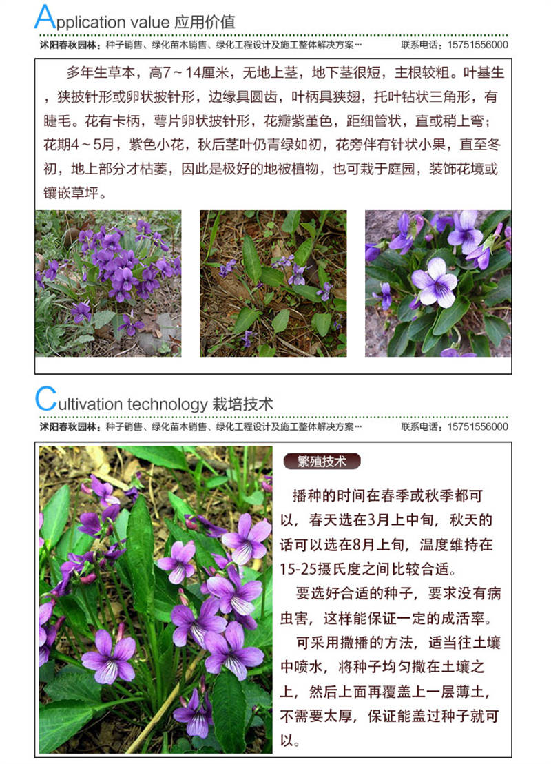 地丁种子应用价值及种植技术