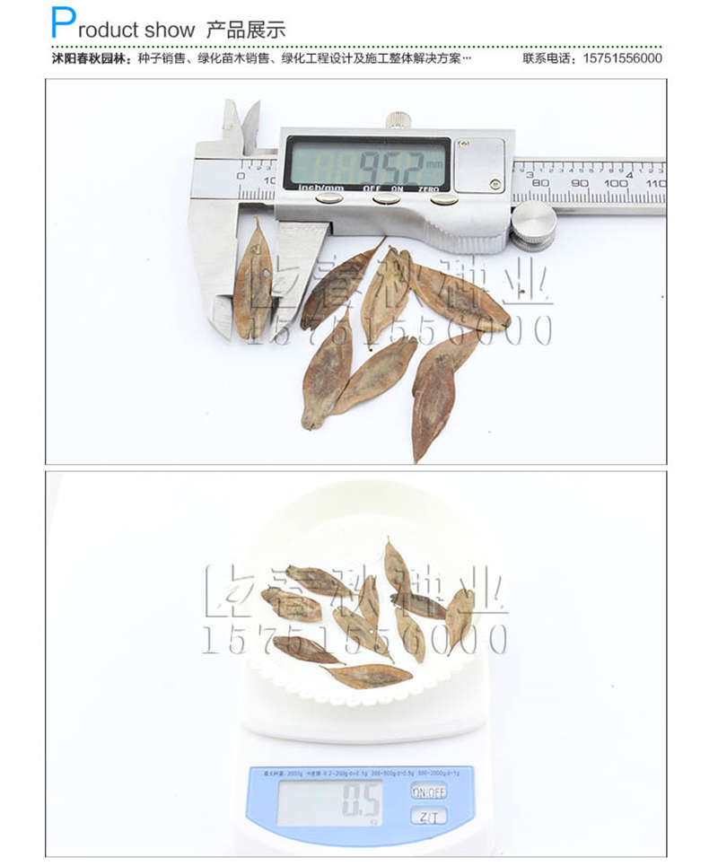 杜仲种子销售参考价格