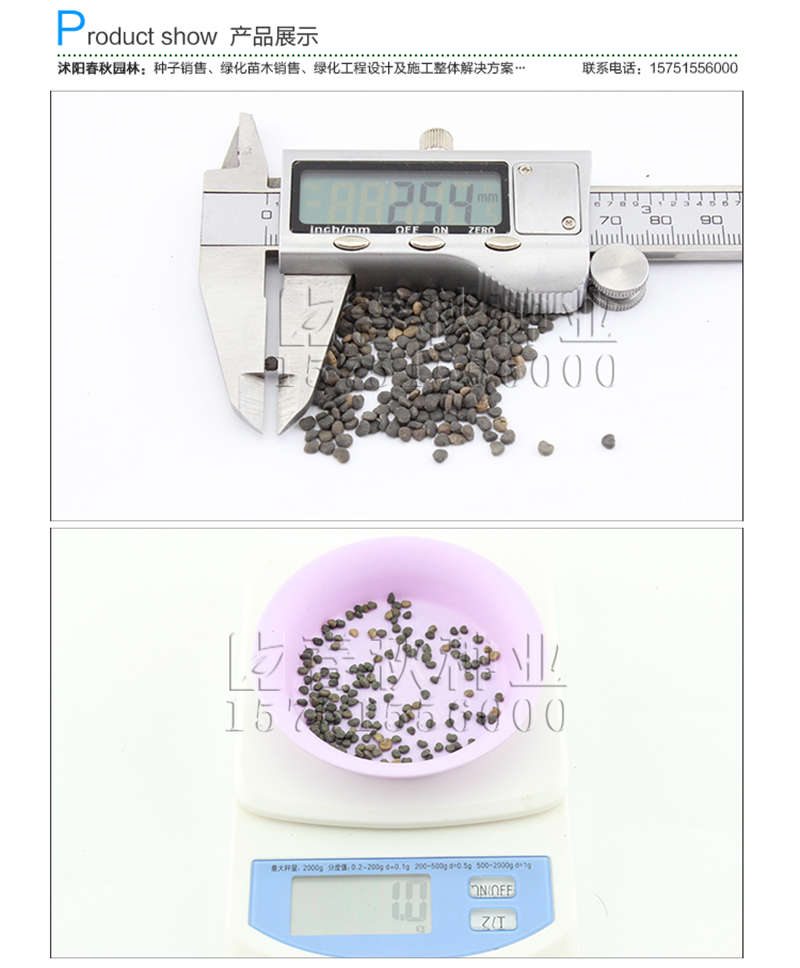 甘草种子销售参考价格