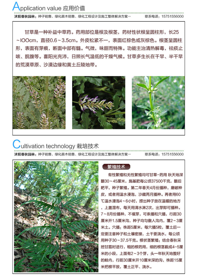 甘草种子应用价值及种植技术