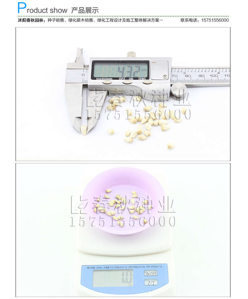 红花种子销售参考价格