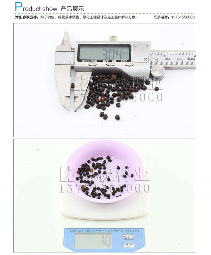 花椒种子销售参考价格