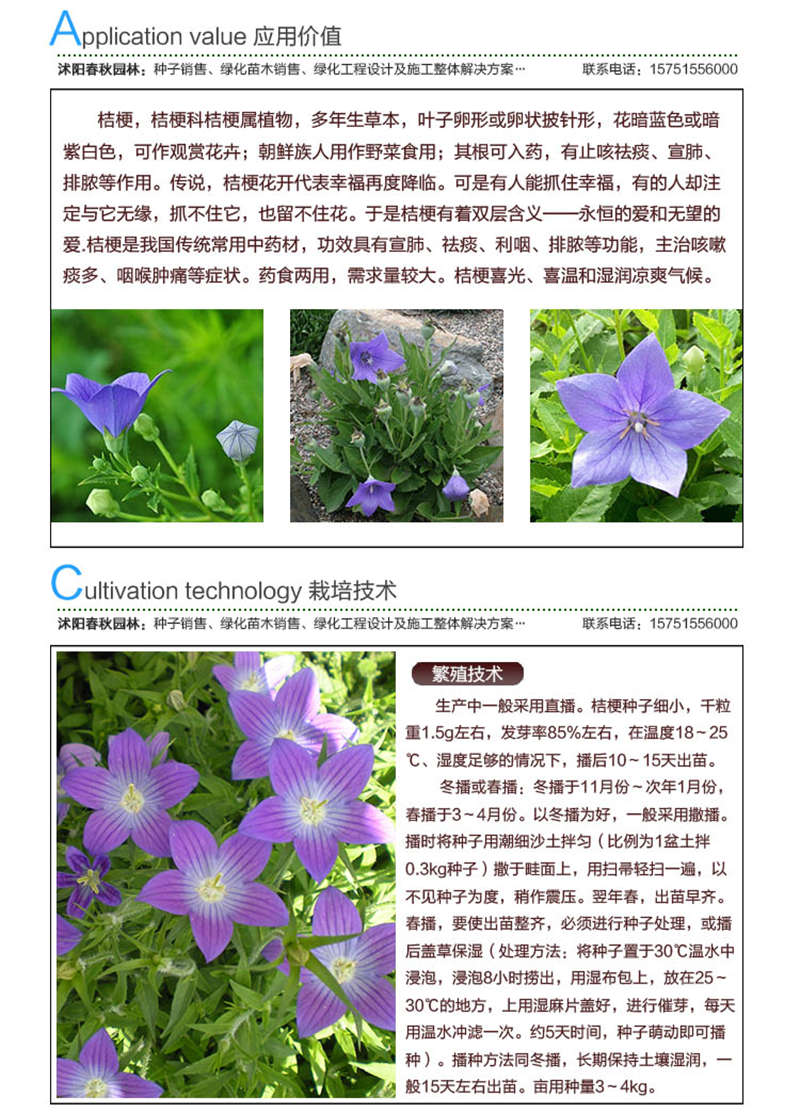 桔梗种子应用价值及种植技术