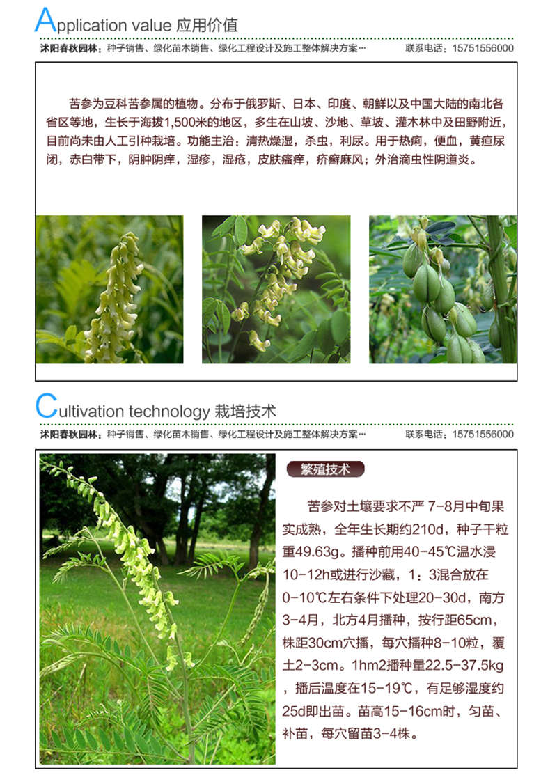 苦参种子应用价值及种植技术