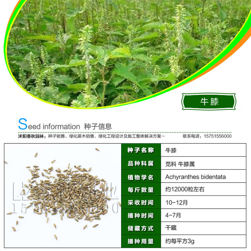 牛膝种子基本信息