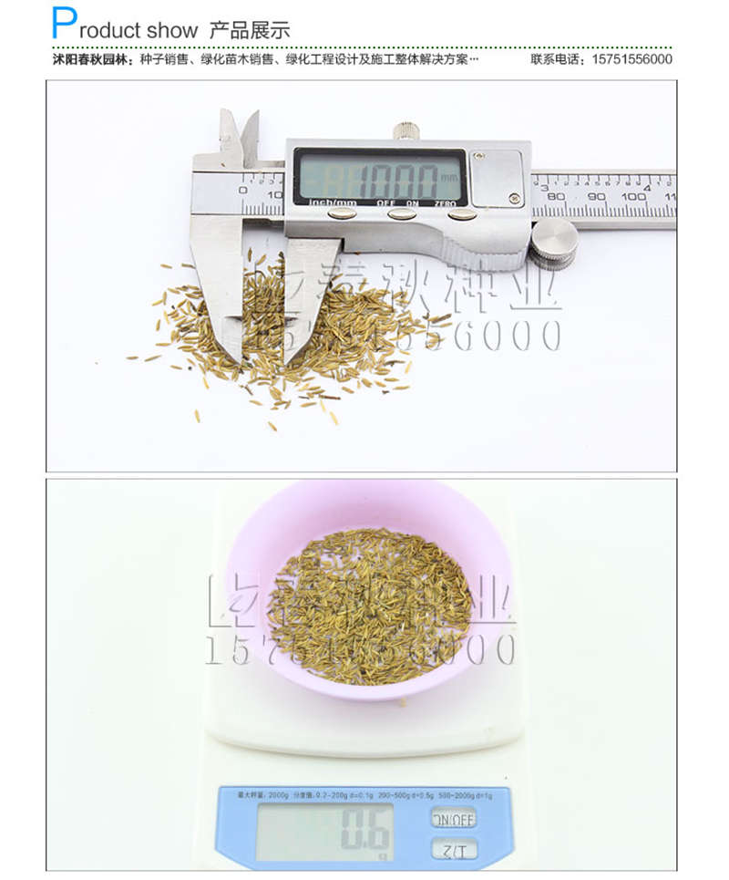 蒲公英种子销售参考价格