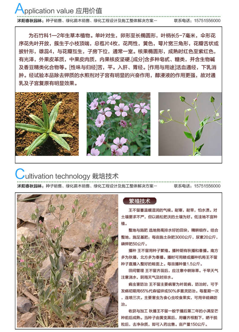 王不留种子应用价值及种植技术