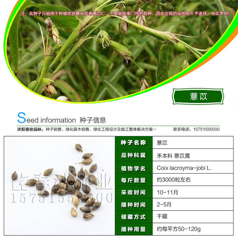 薏米种子基本信息