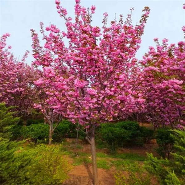 樱花树生长习性