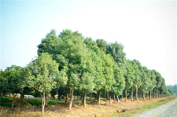 香樟树生长习性