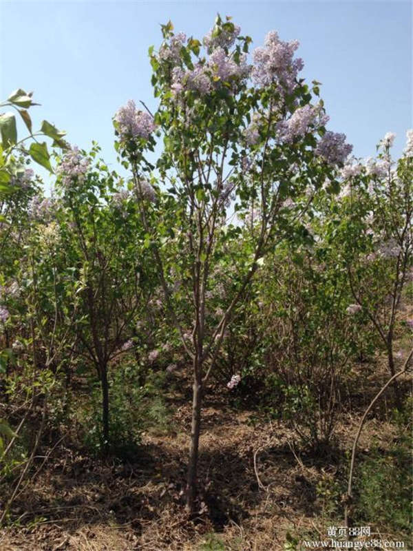 丁香花生长习性