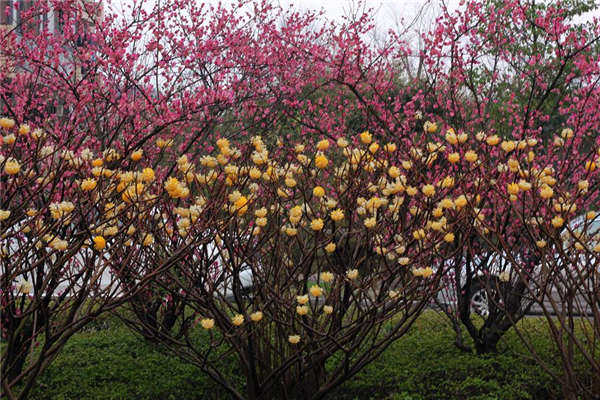 结香花生长习性